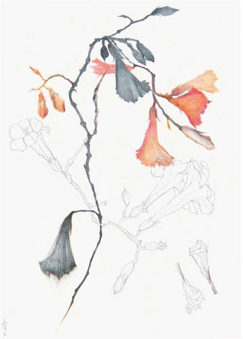 آرتچارت | بدون عنوان از نازیلا مقدم