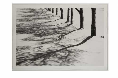 ArtChart | Tree Shades, from the 'Snow White series' by Abbas Kiarostami