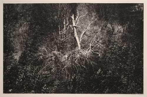 ArtChart | Untitled by Shahin Esfandiari