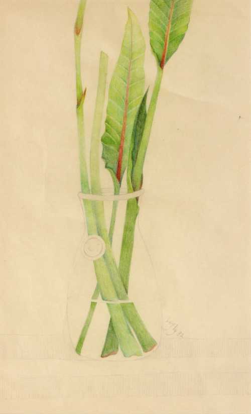 آرتچارت | از مجموعه گیاهان سبز در یک گلدان از لیلی متین دفتری