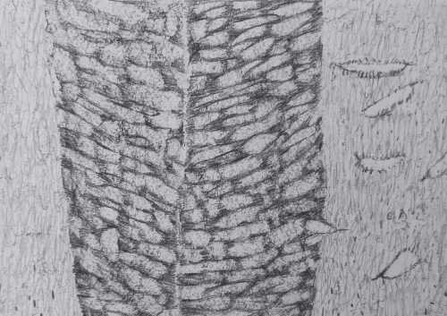 ArtChart | Untitled by Leila Hosseinzadeh