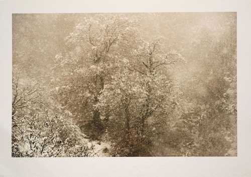 ArtChart | Untitled by Shahin Esfandiari