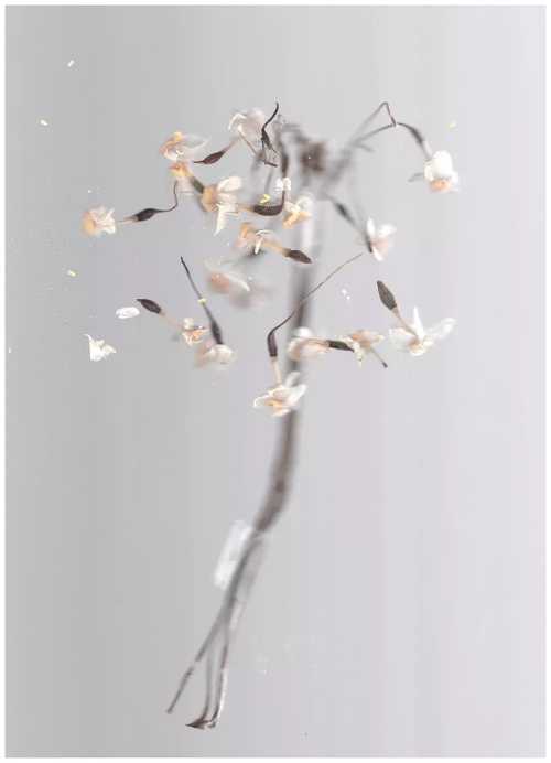 ArtChart | Untitled by Mahboubeh Karamali