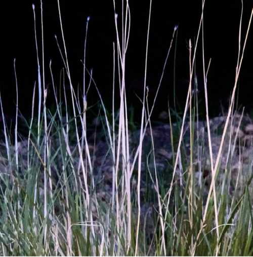 ArtChart | Untitled by Kimia Askarian