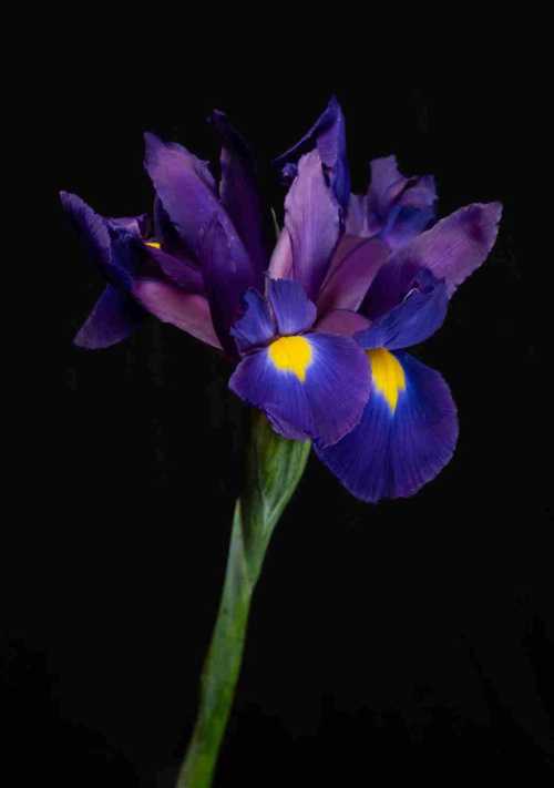 ArtChart | Untitled by Babak Haghi