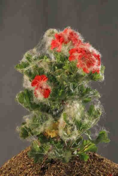 ArtChart | From the Tattered Masterpieces series by Negar Farajiani