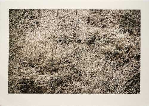 ArtChart | Untitled by Shahin Esfandiari