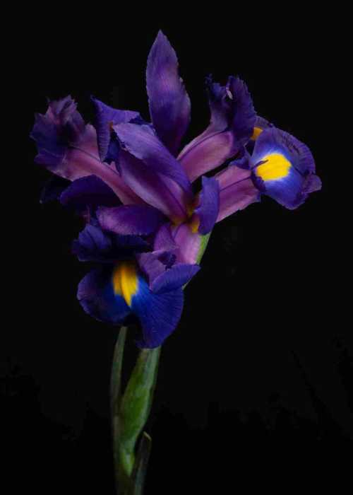 ArtChart | Untitled by Babak Haghi