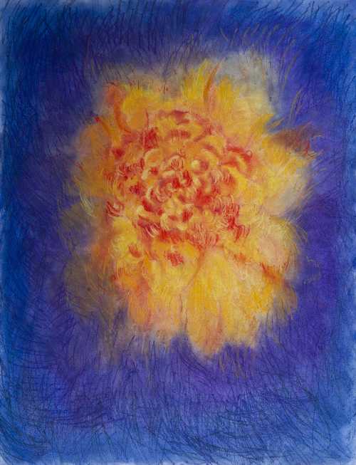 ArtChart | A Peony Glowing in my Eyes by Shahrzad Jahan