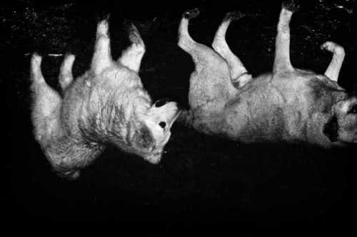 ArtChart | Untitled by Shima Rastin