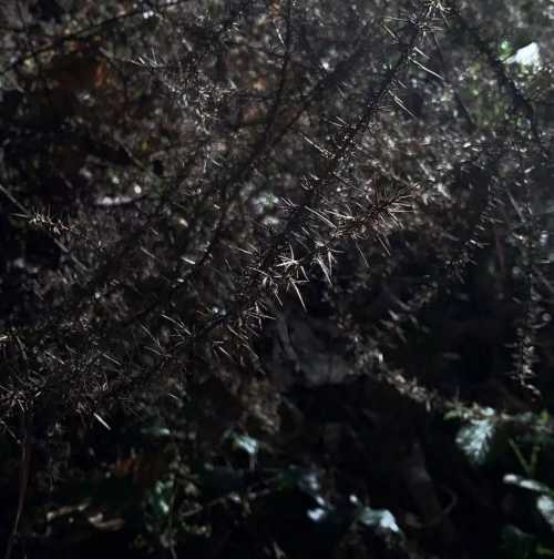 ArtChart | Untitled by Kimia Askarian