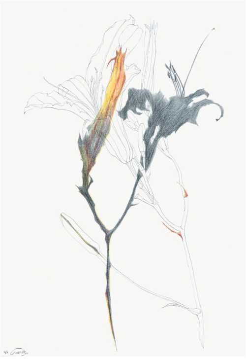 آرتچارت | بدون عنوان از نازیلا مقدم