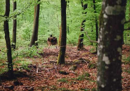 آرتچارت | فلاشر از سیروس نمازی