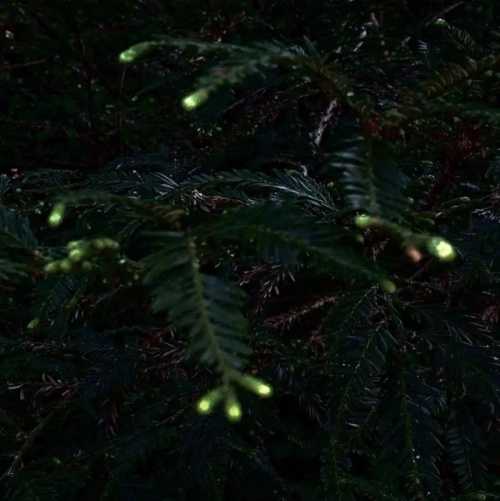 ArtChart | Untitled by Kimia Askarian