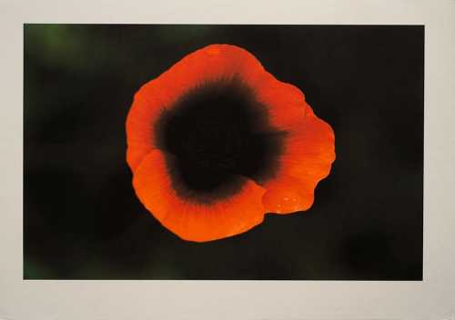 ArtChart | Untitled by Shahin Esfandiari