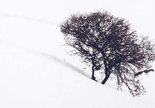 ArtChart | Albero solitario by Abbas Gharib