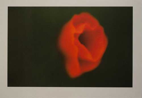 ArtChart | Untitled by Shahin Esfandiari