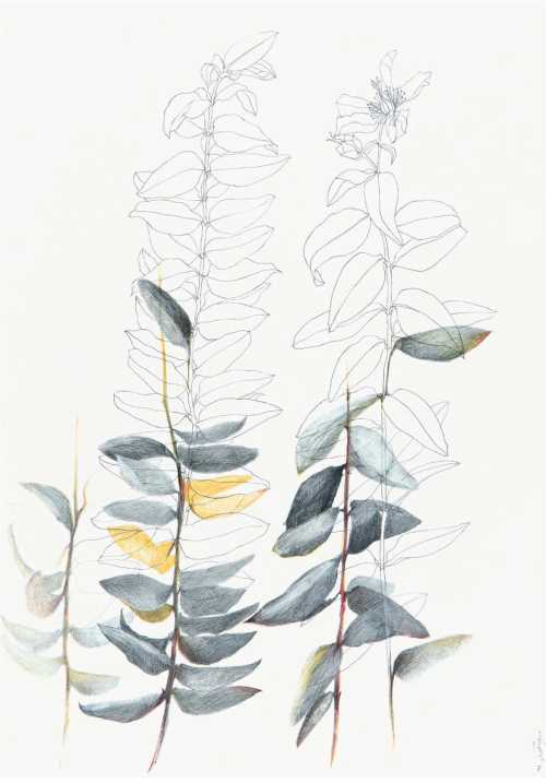 آرتچارت | بدون عنوان از نازیلا مقدم