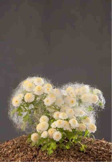 ArtChart | From the Tattered Masterpieces series by Negar Farajiani