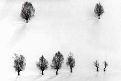 ArtChart | Untitled from Snow White Series by Abbas Kiarostami