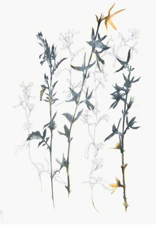 آرتچارت | بدون عنوان از نازیلا مقدم