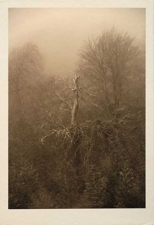 ArtChart | Untitled by Shahin Esfandiari