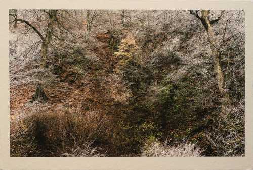 ArtChart | Untitled by Shahin Esfandiari