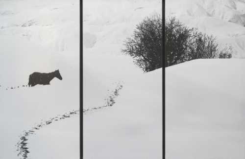 ArtChart | Untitled (from the Snow white series) by Abbas Kiarostami