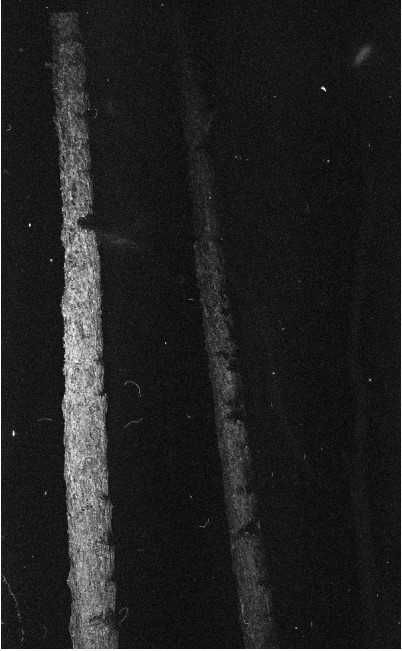 آرتچارت | بدون عنوان از مجموعه توازی اندام مثله‌شده از شیما راستین