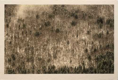 ArtChart | Untitled by Shahin Esfandiari