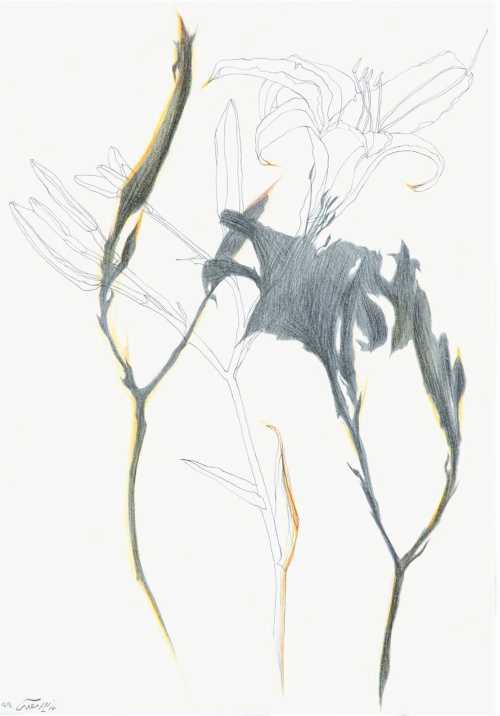 آرتچارت | بدون عنوان از نازیلا مقدم