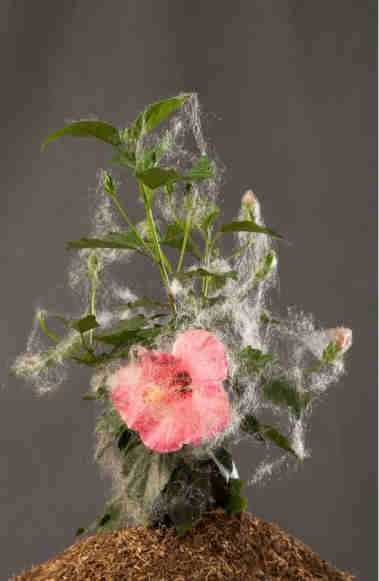 ArtChart | From the Tattered Masterpieces series by Negar Farajiani