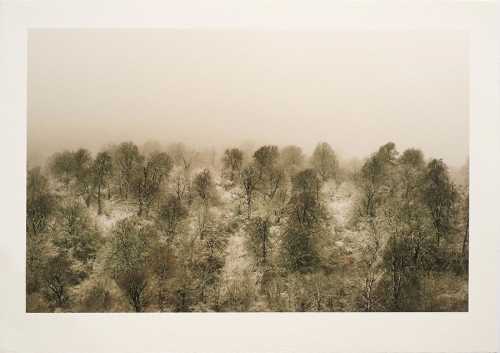 ArtChart | Untitled by Shahin Esfandiari