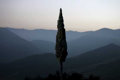 ArtChart | The Cypress Trees Border Line, No.5 by Mehdi Moghimnejad