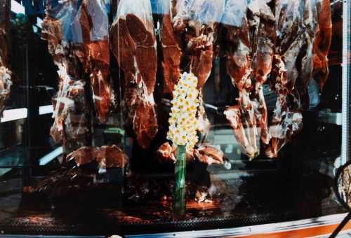 آرتچارت | نیلوفر یک روزه از صدف آزاده فر