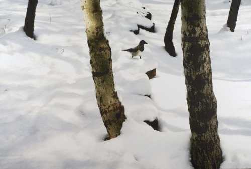 ArtChart | Trees and Crow by Abbas Kiarostami