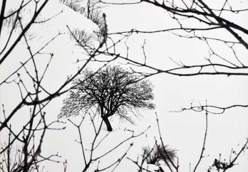 آرتچارت | درخت تنها (از مجموعه سفیدبرفی) از عباس غریب