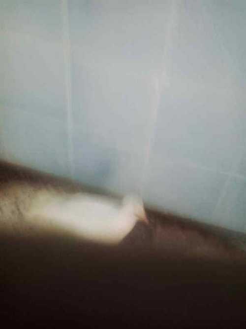 ArtChart | Untitled from the Stigma series by Sana Ahmadizadeh