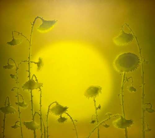 آرتچارت | وفادار از سام نجاتی