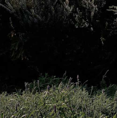 ArtChart | Untitled by Kimia Askarian